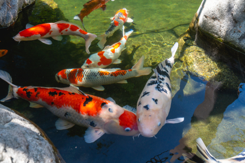 Cara Ternak Ikan Koi Di Aquarium